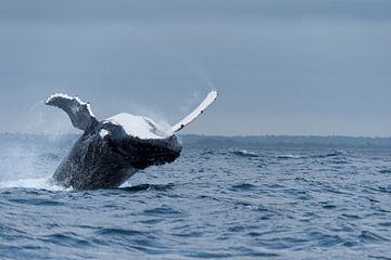 blue whale by gj heinhuis