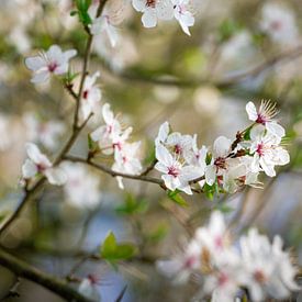 Frühlingslicht von Wolbert Erich