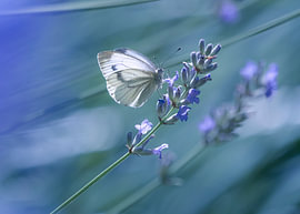 Petite blanche aux veines fines dans la lavande