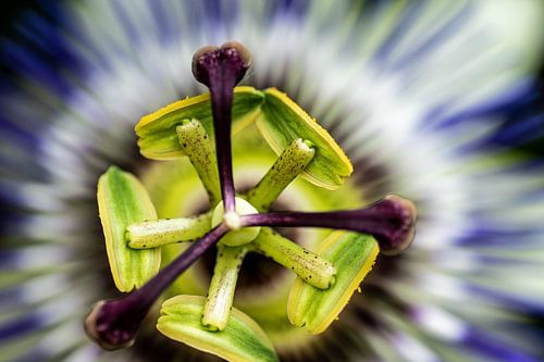 de kern van de passiebloem