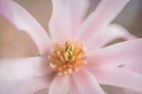 Het hart van de stermagnolia