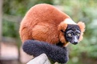 Rode Lemur von Jack Brekelmans Miniaturansicht