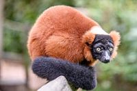 Rode Lemur