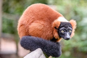Rode Lemur van Jack Brekelmans