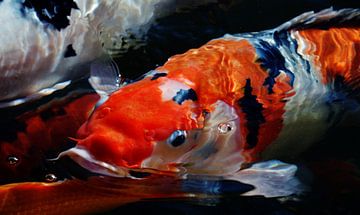 red koi fish in a pond by Werner Lehmann