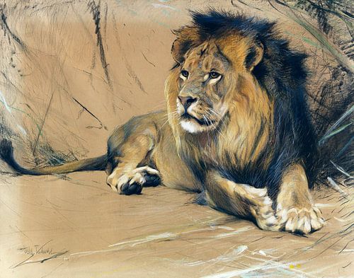 Lion, WILHELM KUHNERT, vers 1912-1916