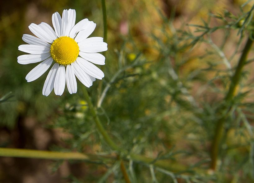 De bloem par Ronald De Neve