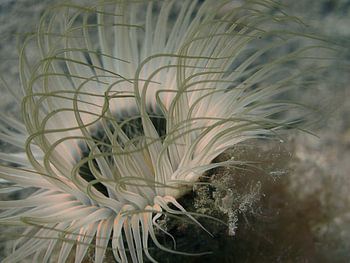 Seeanemone auf leichtem Sandboden