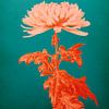 Chrysantheme von vanMuis