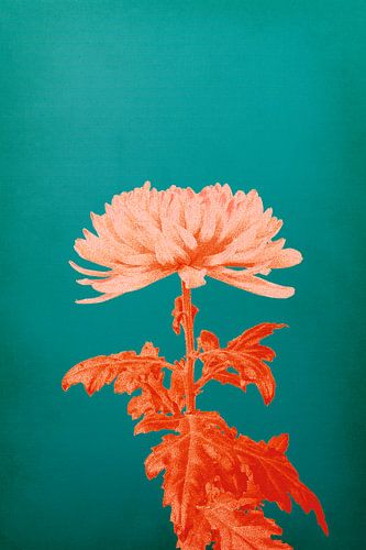 Chrysanthemum