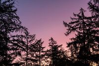 silhouette of trees with sunrise.