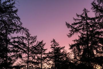 silhouet van bomen met zonsopkomst. van Enrique De Corral