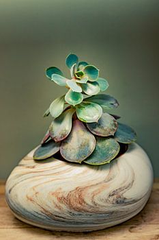 succulentes