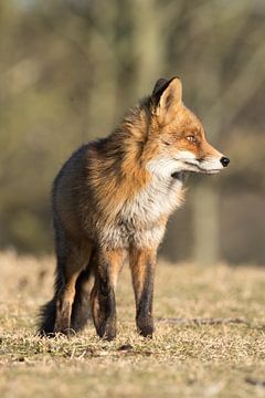 Portrait d'un renard roux ! sur Robert Kok