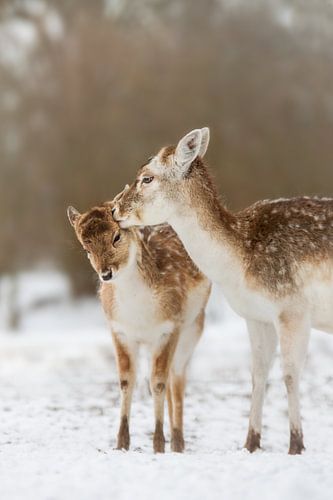 Moederhert met jong in de sneeuw