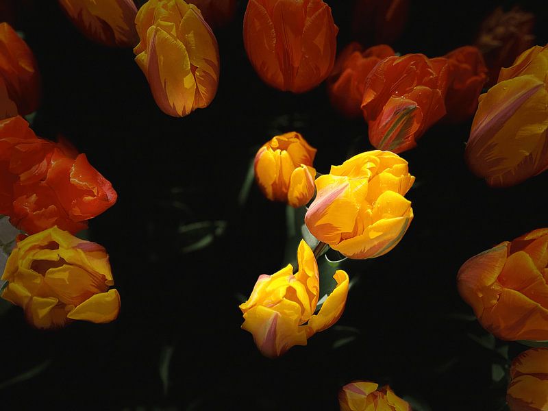 Yellow and orange tulips. by Marianna Pobedimova