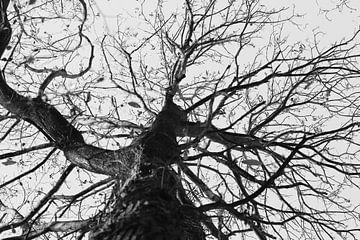 Baum im Wintertree von Bärbel Severens