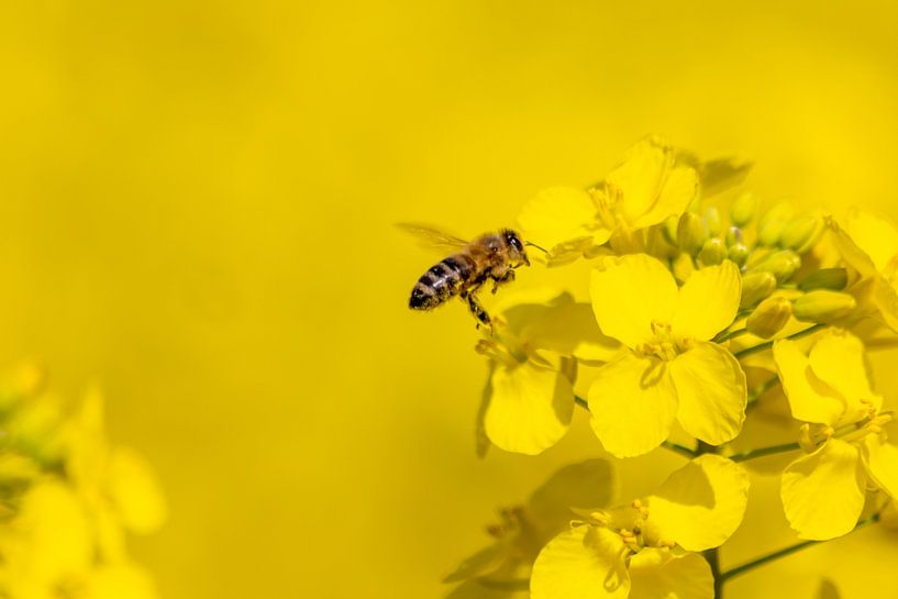 Fleißige Biene glücklich im Rapsfeld von Your Happy Life