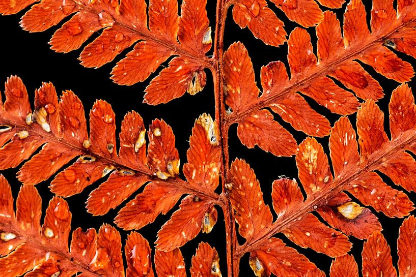 Macro fern leaf by Ilya Korzelius