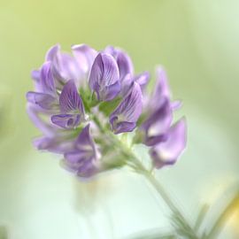 Alfalfa by Huub Westendorp