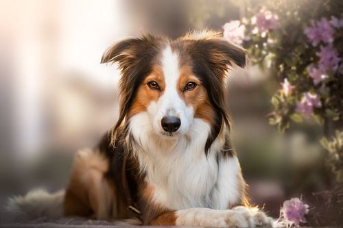 chien dans le jardin de fleurs