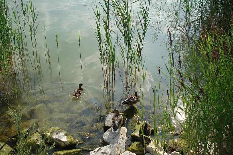 Ducks at the Bank par Lyn Van Veldhoven