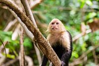 Capuchin monkey
