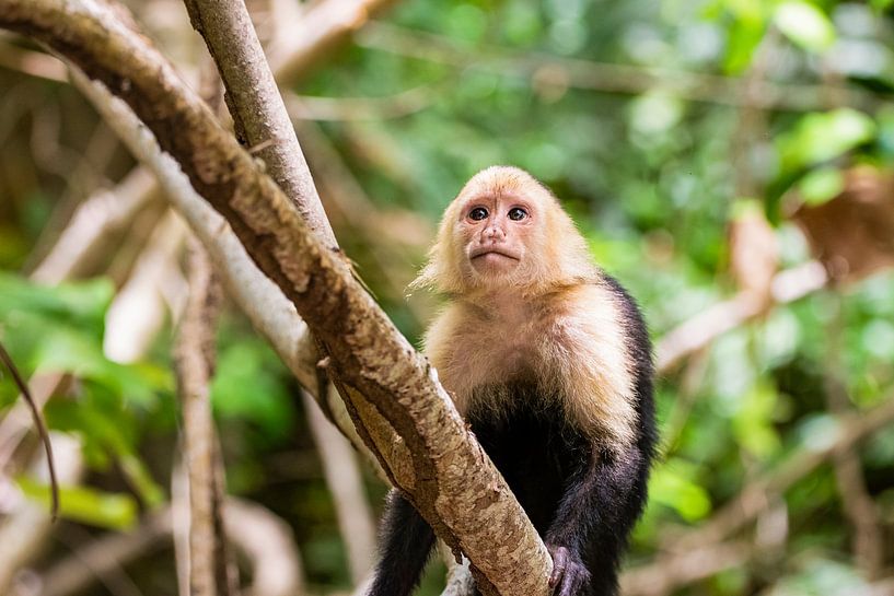 Capuchin monkey by Sanne Marcellis