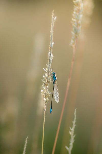 In the evening sun by Martzen Fotografie