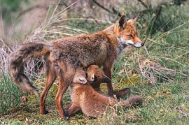 Jonge vosjes drinken melk bij moeder vos van Jolanda Aalbers