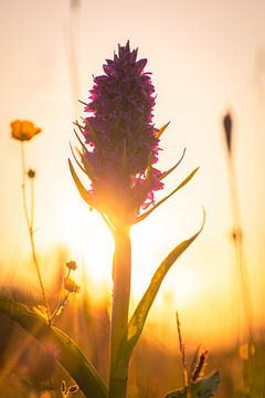 Wilde Orchidee in ochtend tegenlicht van Andy Luberti