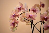 Orchidée rose saumon