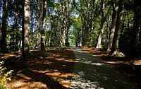 Forest trail in Twente