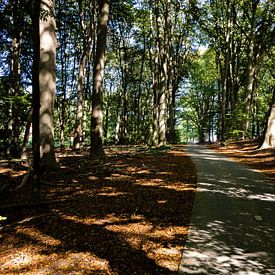 Forest trail in Twente by Frank Hendriks