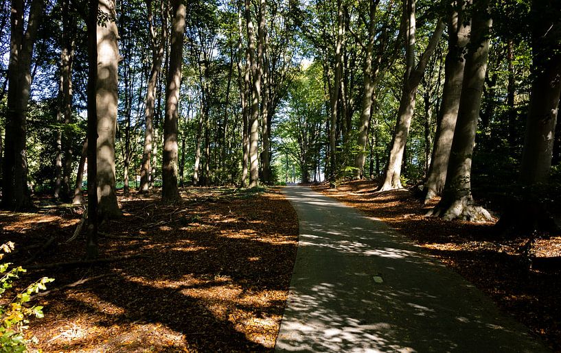 Forest trail in Twente by Frank Hendriks