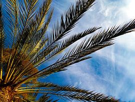 Palm under the blue sky