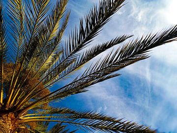 Palmier sous le ciel bleu sur Niek Traas