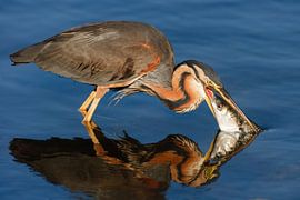 Good Fishing by Joan Gil Raga