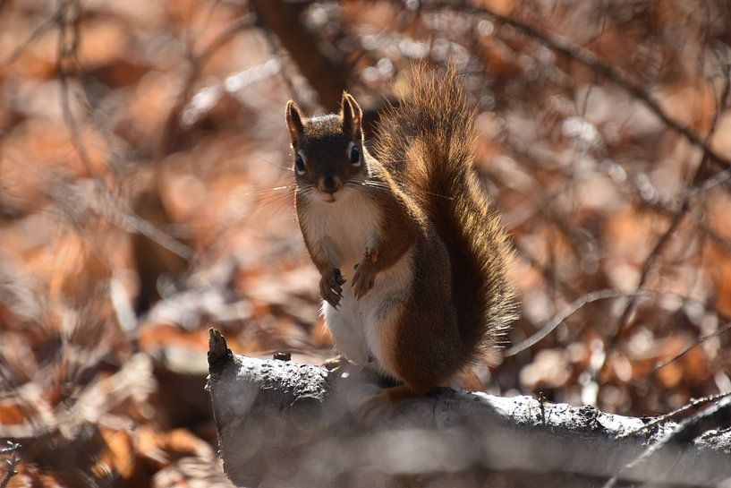 Ein rotes Eichhörnchen in der Falle von Claude Laprise