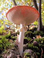 Herfst paddenstoel.