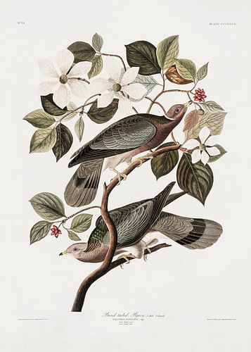 Merk Tailed Pigeon uit Birds Of America (1827)