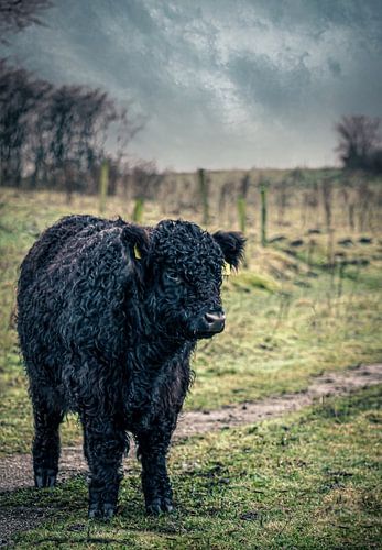 Extraordinary black Galloway (beef) calf with beautiful curls in pasture