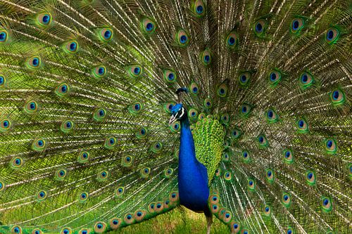 Colourful peacock