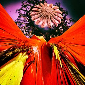 Mohn abstrakt