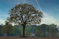 Mijn favoriete boom !