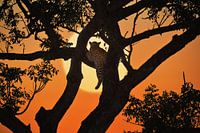 Leopard with sunset