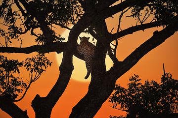 Léopard avec coucher de soleil sur Georges Hoeberechts