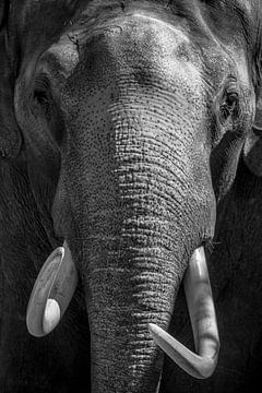Elephant with large tusks close up in black and white by Sjoerd van der Wal Photography