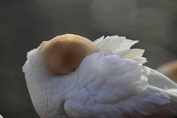 Basstölpel Insel  Helgoland Deutschland von Frank Fichtmüller