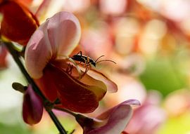 Out into the wide world